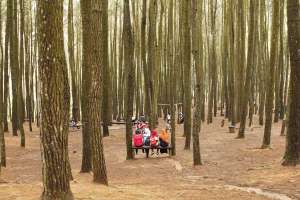 Hutan pinus jadi tempat bersantai bersama sahabat