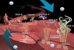 Penurunan VEGF-A Sebabkan Stroke Penurunan VEGF-A Sebabkan Stroke