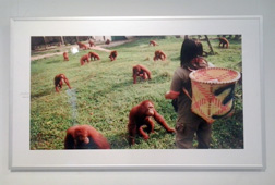 Kepunahan Orangutan dalam Bingkai Foto