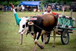 130-an Gerobak Sapi Bakal Pamer Keindahan 130-an Gerobak Sapi Bakal Pamer Keindahan