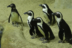 Susahnya Mendatangkan Pinguin ke Gembira Loka Susahnya Mendatangkan Pinguin ke Gembira Loka