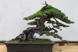 Waw, Ada Bonsai Senilai 30 Juta di Vredeburg Waw, Ada Bonsai Senilai 30 Juta di Vredeburg