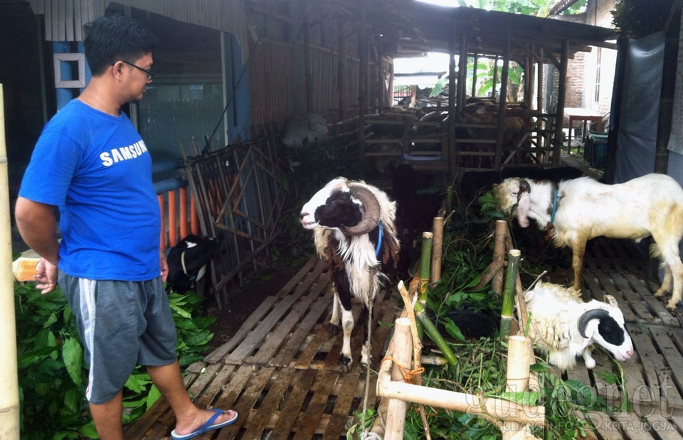 Jelang Idul Adha, Jogja Embek Center Tawarkan Perawatan Kambing Gratis Jelang Idul Adha, Jogja Embek Center Tawarkan Perawatan Kambing Gratis