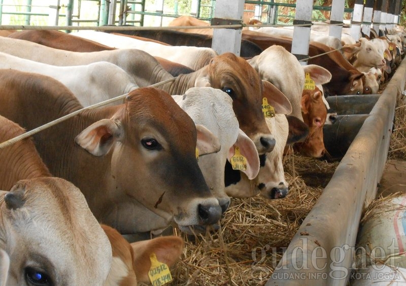 Ingin Jadi Shohibul Qurban? Ini Syarat - syaratnya Ingin Jadi Shohibul Qurban? Ini Syarat - syaratnya