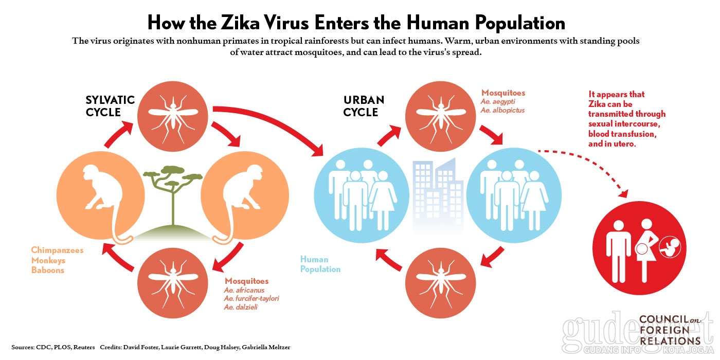 Infeksi Virus Zika oleh dr. FX. Wikan Indrarto Infeksi Virus Zika oleh dr. FX. Wikan Indrarto