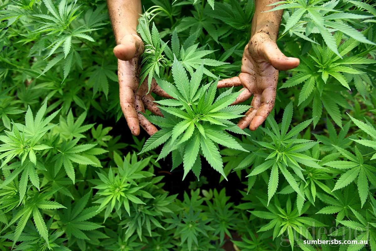 Ini Alasan Ganja Bisa Mengurangi Motivasi “Work for Money” Ini Alasan Ganja Bisa Mengurangi Motivasi “Work for Money”
