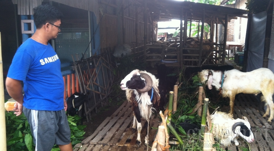 Tips Menghilangkan Bau Prengus dan Amis Daging Kambing Tips Menghilangkan Bau Prengus dan Amis Daging Kambing