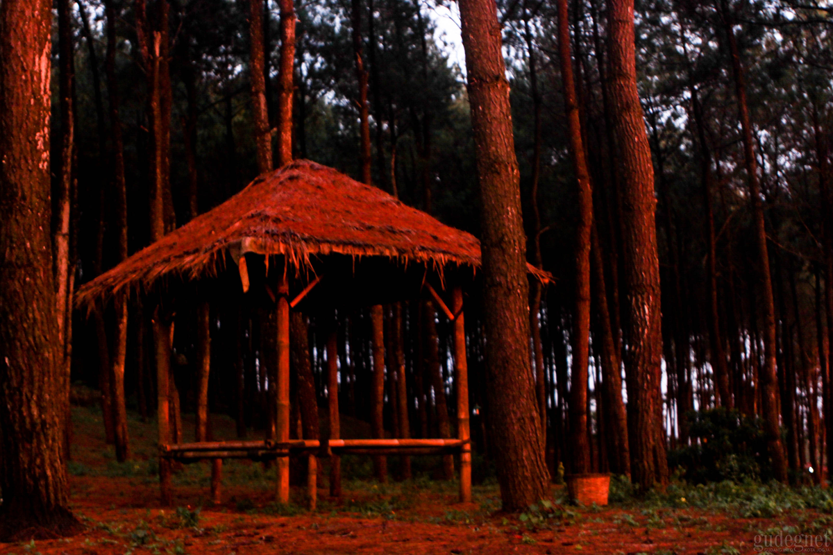 Hutan Pinus Pengger, Alternatif Baru Wisata Hutan Pinus di Jogja Hutan Pinus Pengger, Alternatif Baru Wisata Hutan Pinus di Jogja
