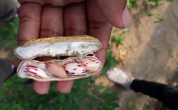 Biologi UGM Kembangkan Kacang Tanah Unggul Biologi UGM Kembangkan Kacang Tanah Unggul