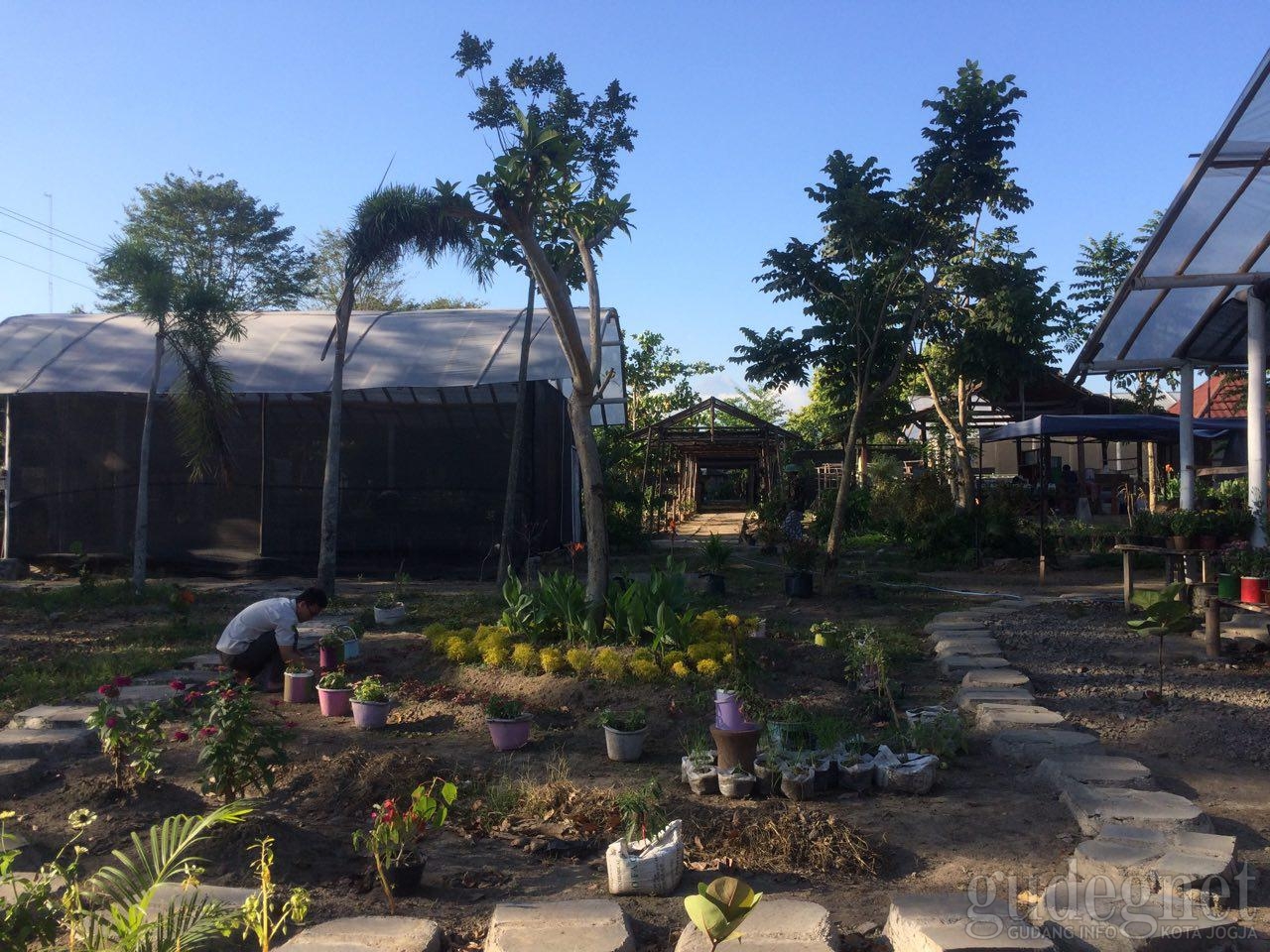 Petik Buah dan Sayur Sambil Belajar di Agro Edukasi Caping Merapi Petik Buah dan Sayur Sambil Belajar di Agro Edukasi Caping Merapi