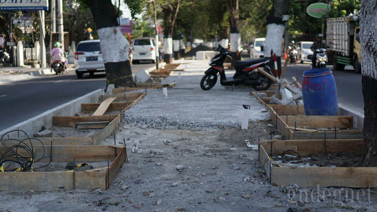 Akar Sudah Rawan, Pohon Tua di Jalan Suroto Ditebang Akar Sudah Rawan, Pohon Tua di Jalan Suroto Ditebang