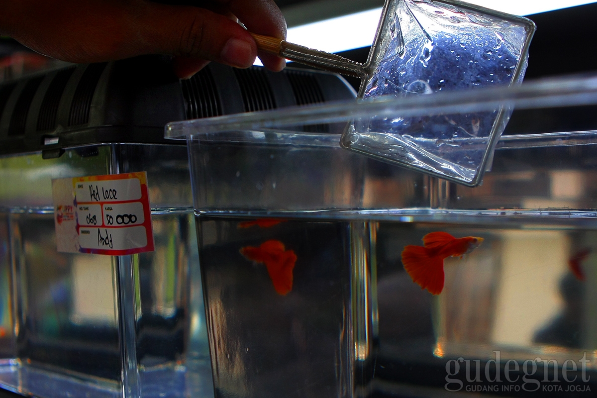 Guppy International Festival 2018 Pertemukan Breeder dan Buyer Guppy International Festival 2018 Pertemukan Breeder dan Buyer