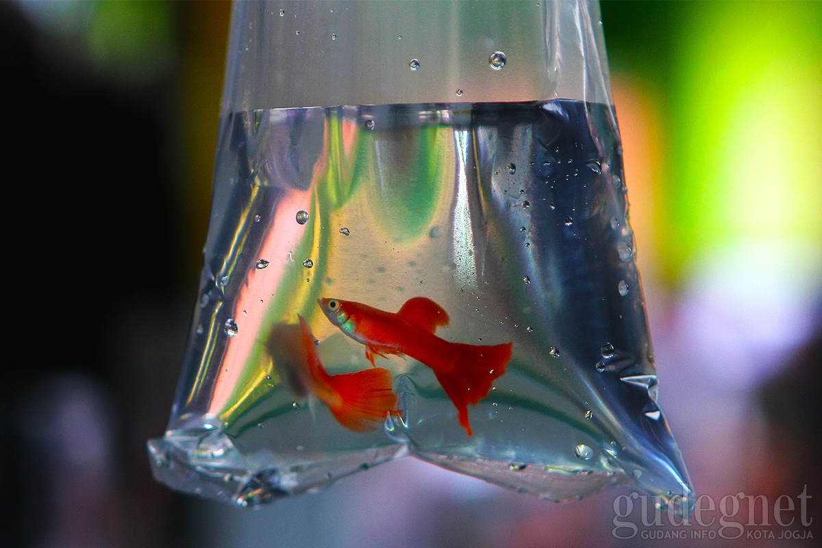Ikan Guppy Peluang Bisnis yang Menjanjikan Ikan Guppy Peluang Bisnis yang Menjanjikan
