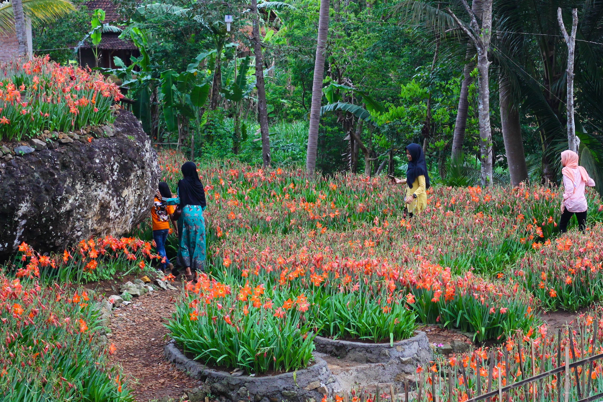 Taman Bunga Amarilis di Gunungkidul Jadi Favorit Pengunjung Taman Bunga Amarilis di Gunungkidul Jadi Favorit Pengunjung