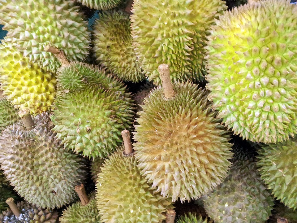 Besok, JCM akan Gelar Durian Fest Besok, JCM akan Gelar Durian Fest