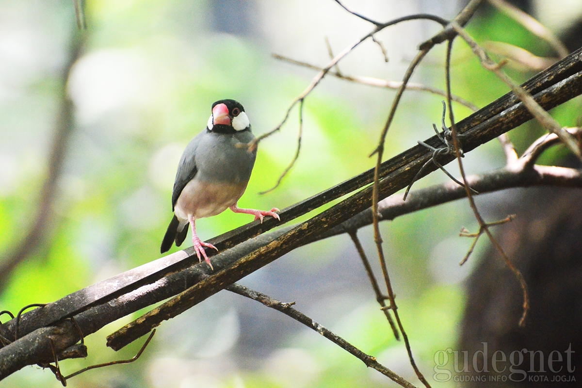 Ini yang Bisa Ditemukan di Indonesia Bird Con 2019, Seru! Ini yang Bisa Ditemukan di Indonesia Bird Con 2019, Seru!