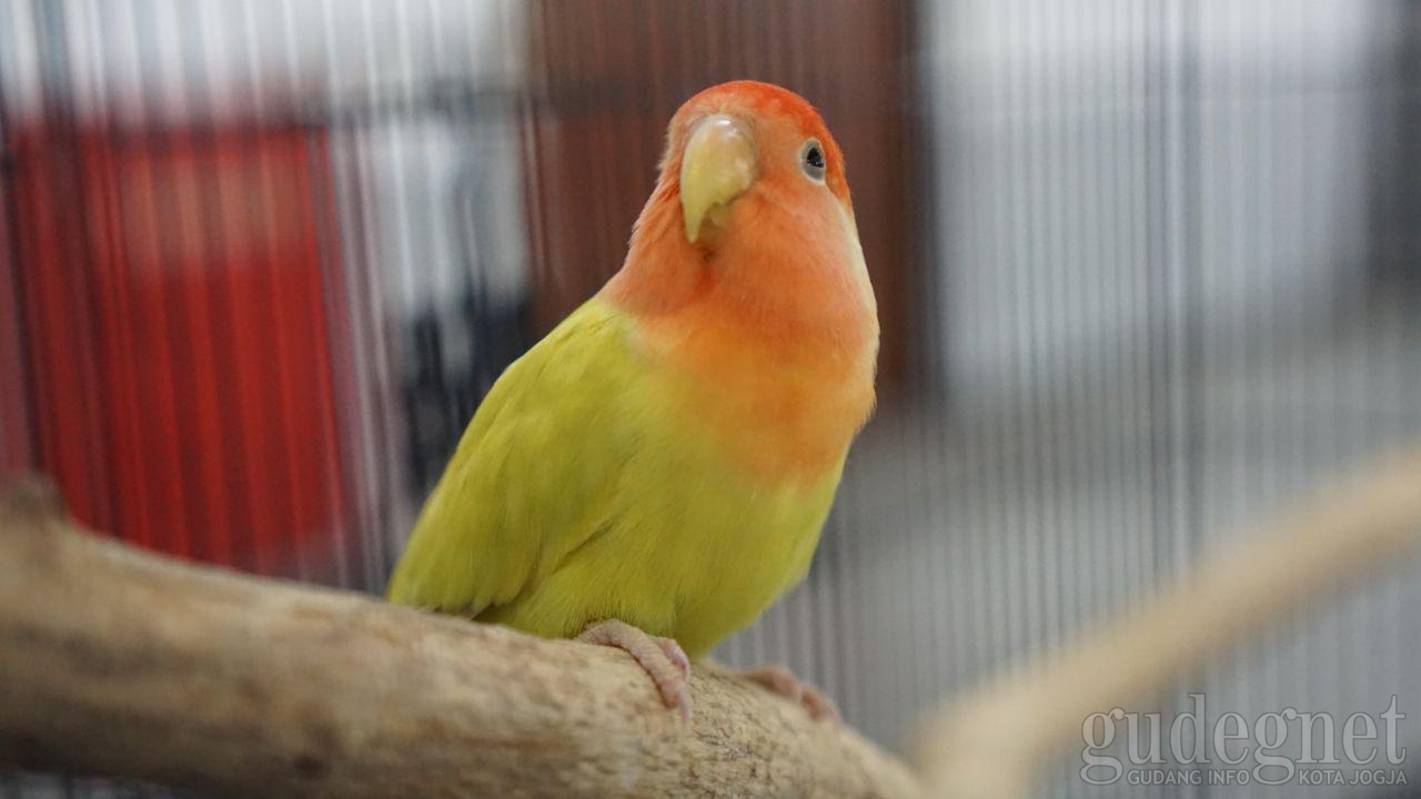 Menutup 3 Hari, IBC 2019 Suguhkan Info Burung Lengkap Menutup 3 Hari, IBC 2019 Suguhkan Info Burung Lengkap