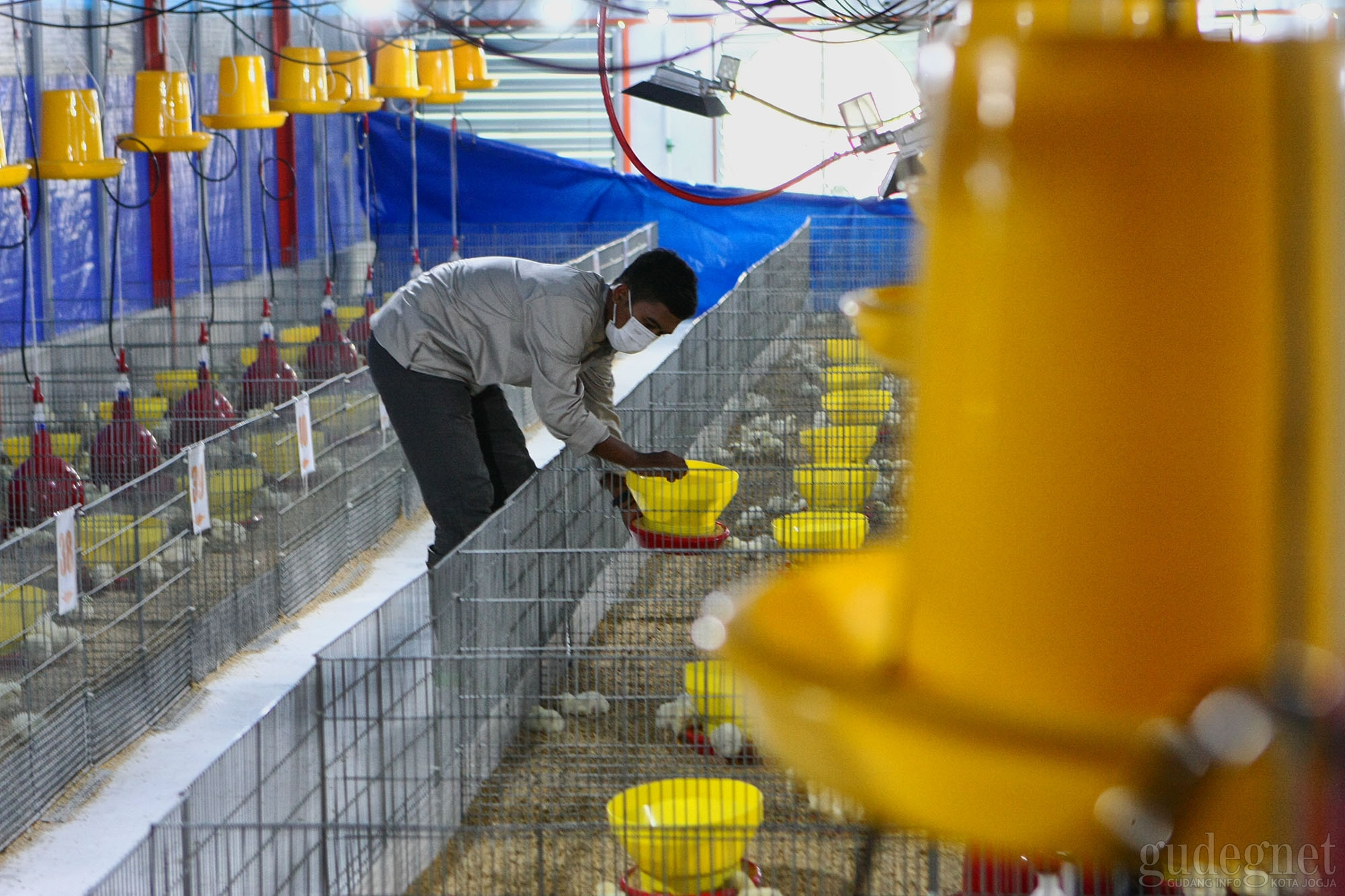 Research Farm, Permudah Mahasiswa Fakultas Peternakan UGM Lakukan Riset Research Farm, Permudah Mahasiswa Fakultas Peternakan UGM Lakukan Riset
