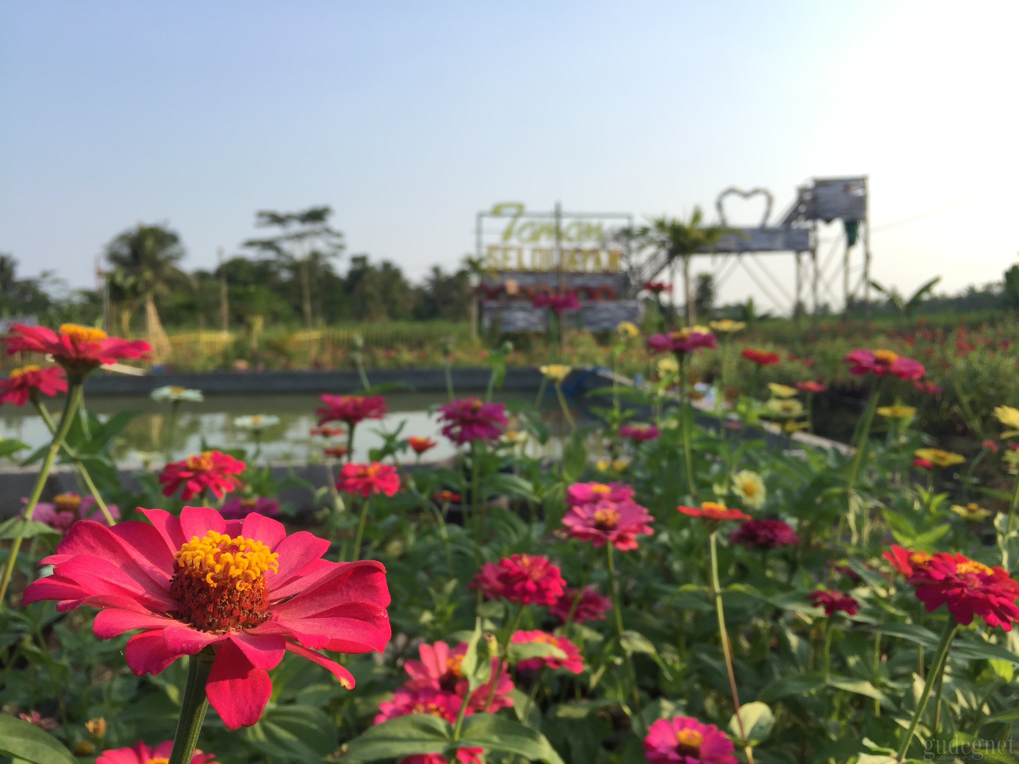 Taman Seloijayan, dari Lahan Tandus jadi Taman Bunga Warna-warni Taman Seloijayan, dari Lahan Tandus jadi Taman Bunga Warna-warni