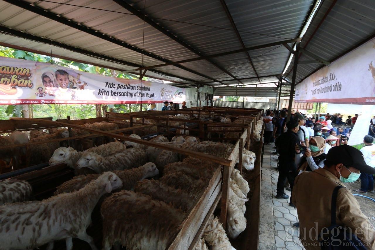 Jelang Idul Adha, ACT DIY Distribusikan 1000 Hewan Kurban Jelang Idul Adha, ACT DIY Distribusikan 1000 Hewan Kurban