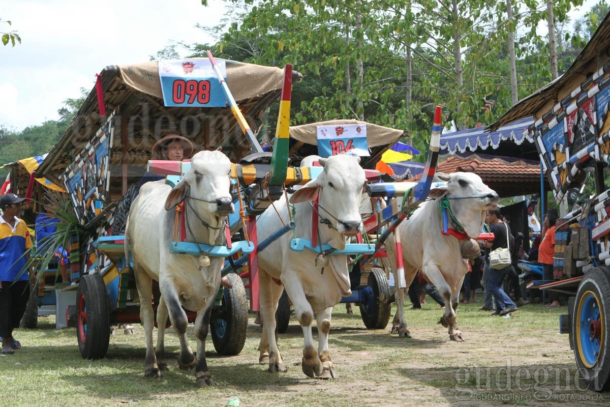 Festival Gerobak Sapi: Ketika Para Bajingan Berkumpul Festival Gerobak Sapi: Ketika Para Bajingan Berkumpul