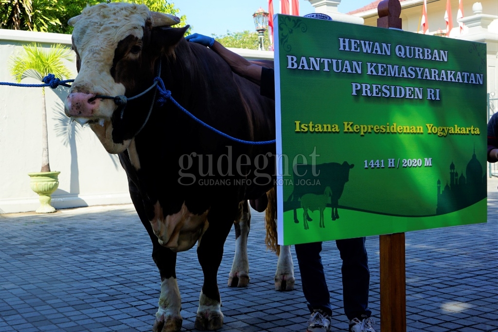 Iduladha 1441 H/2020 DIY, Jokowi Sumbang Dua Ekor Sapi Metal Iduladha 1441 H/2020 DIY, Jokowi Sumbang Dua Ekor Sapi Metal