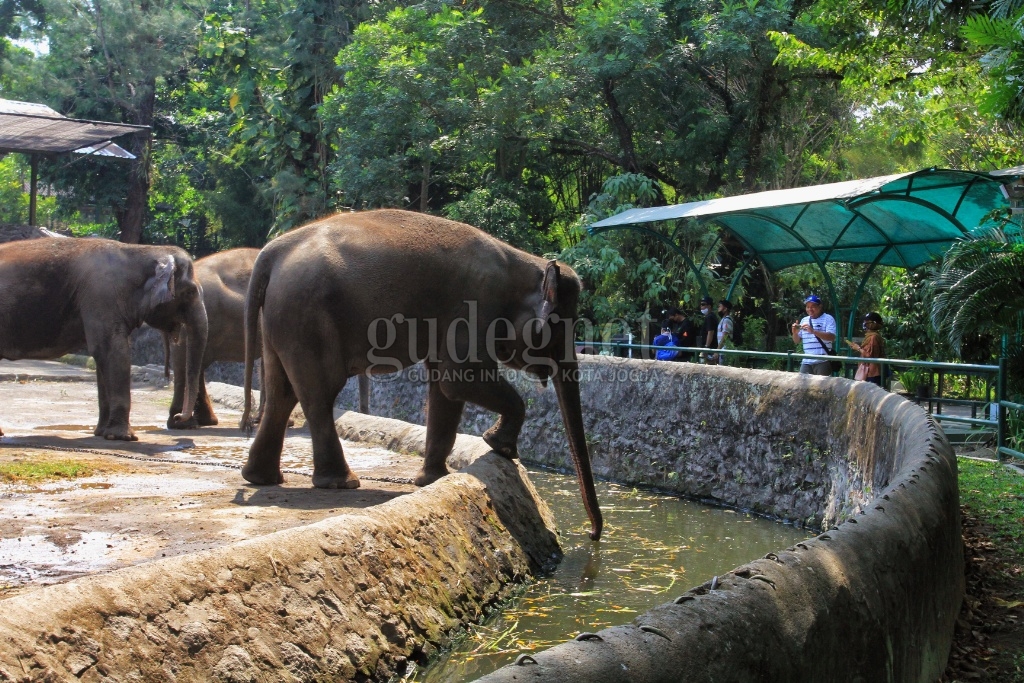 Gembira Loka Zoo Kembali Dibuka Gembira Loka Zoo Kembali Dibuka