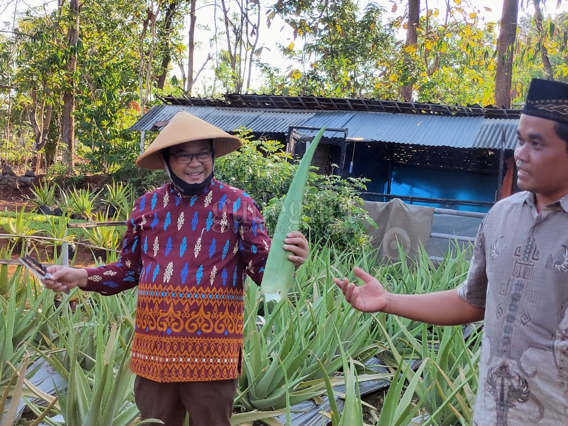 Panen Raya di Kalisuci, Sutrisna Wibawa Rintis Kebun ''Cerdas Air'' Panen Raya di Kalisuci, Sutrisna Wibawa Rintis Kebun ''Cerdas Air''