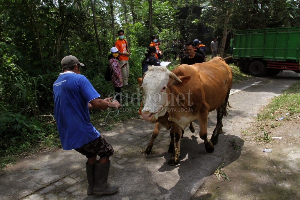 Setelah Kelompok Rentan, Hari Ini Hewan Ternak Dievakuasi dari Lereng Merapi Setelah Kelompok Rentan, Hari Ini Hewan Ternak Dievakuasi dari Lereng Merapi
