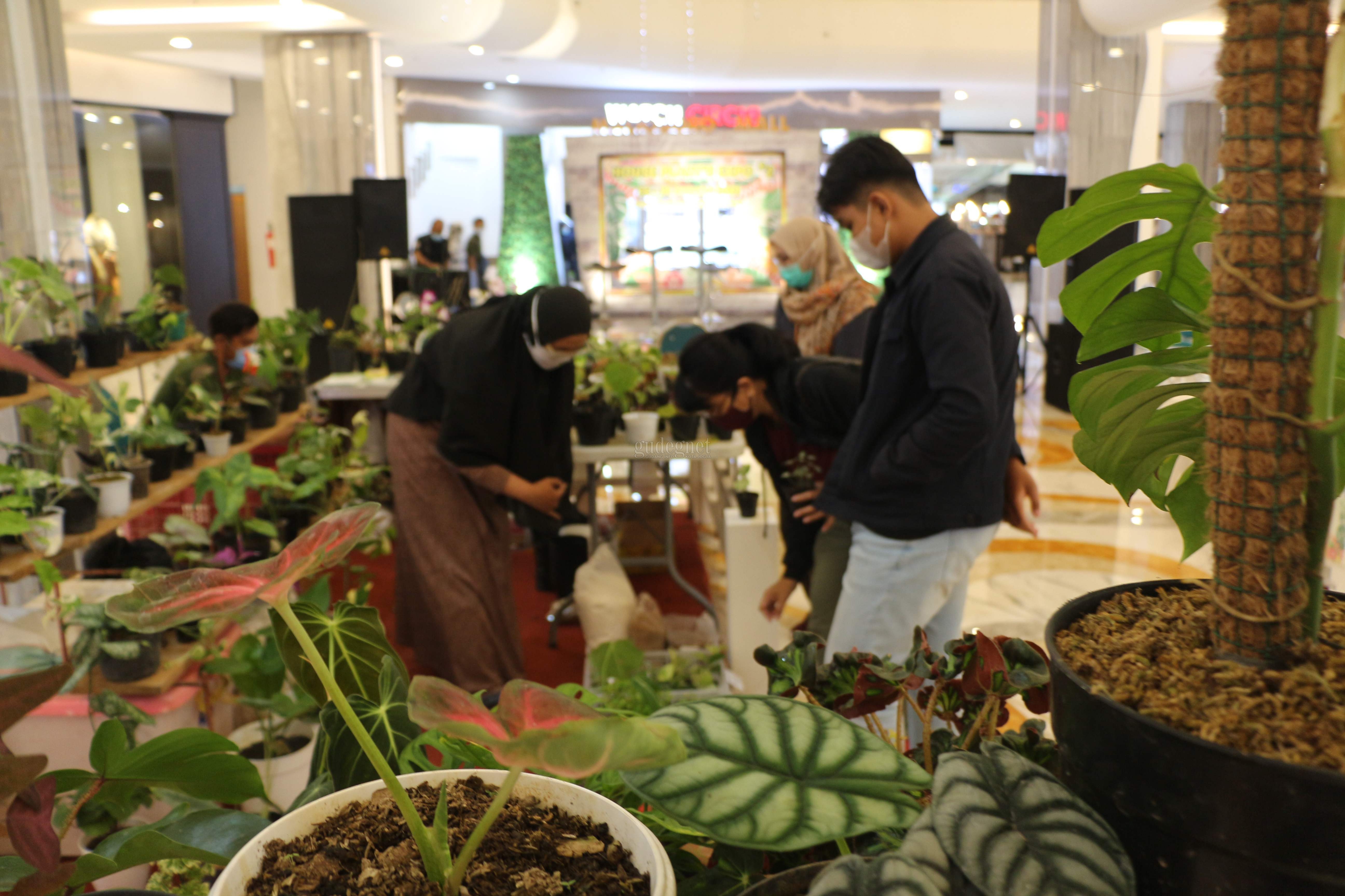 Malioboro Mall Pamerkan Aneka Tanaman Hias dalam 'House Plants Expo #2' Malioboro Mall Pamerkan Aneka Tanaman Hias dalam 'House Plants Expo #2'