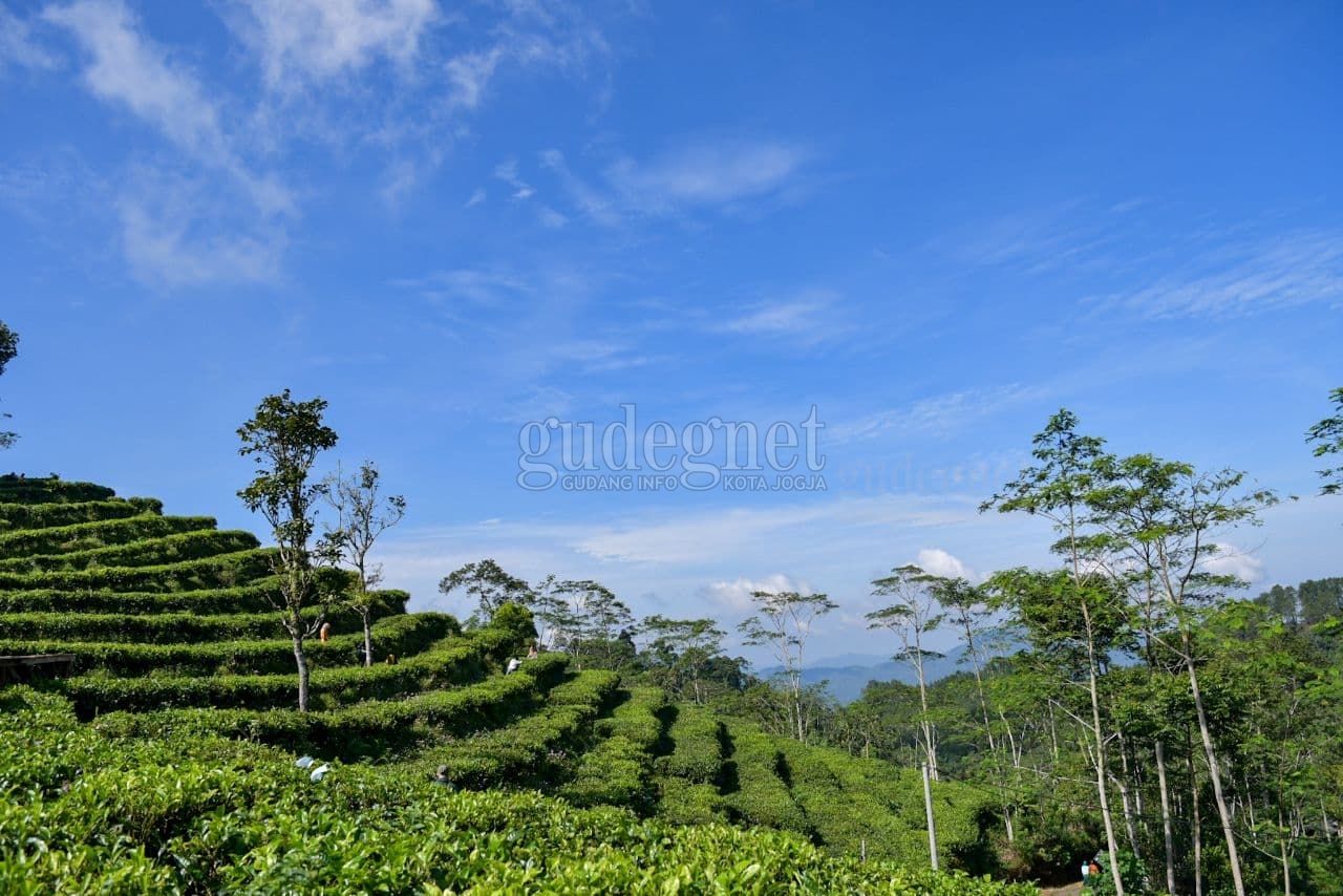Wisata Seru di Tengah Hamparan Kebun Teh Wisata Seru di Tengah Hamparan Kebun Teh