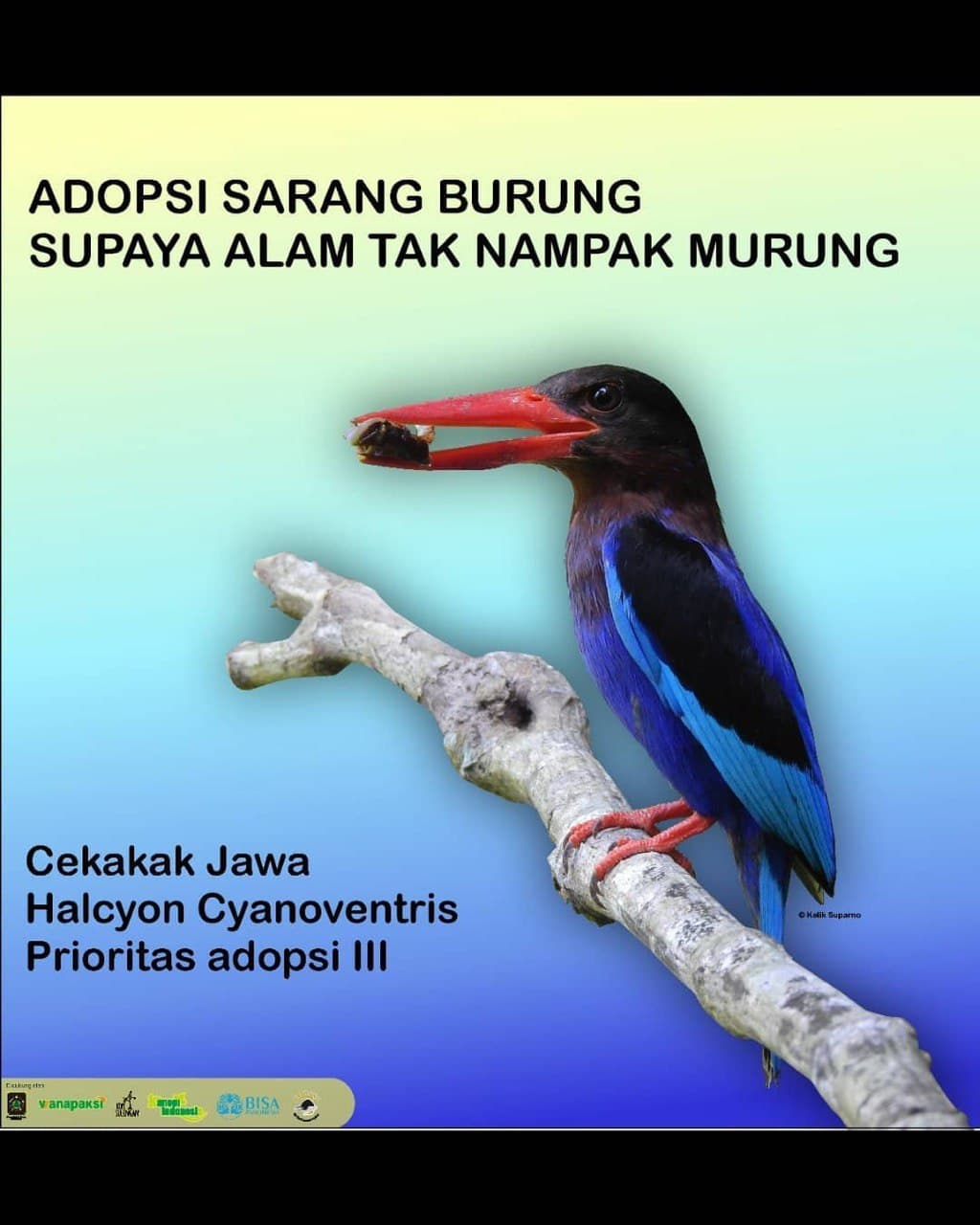 ‘Adopsi Sarang Burung’, Pelestarian Burung di Desa Jatimulyo, Kulonprogo ‘Adopsi Sarang Burung’, Pelestarian Burung di Desa Jatimulyo, Kulonprogo