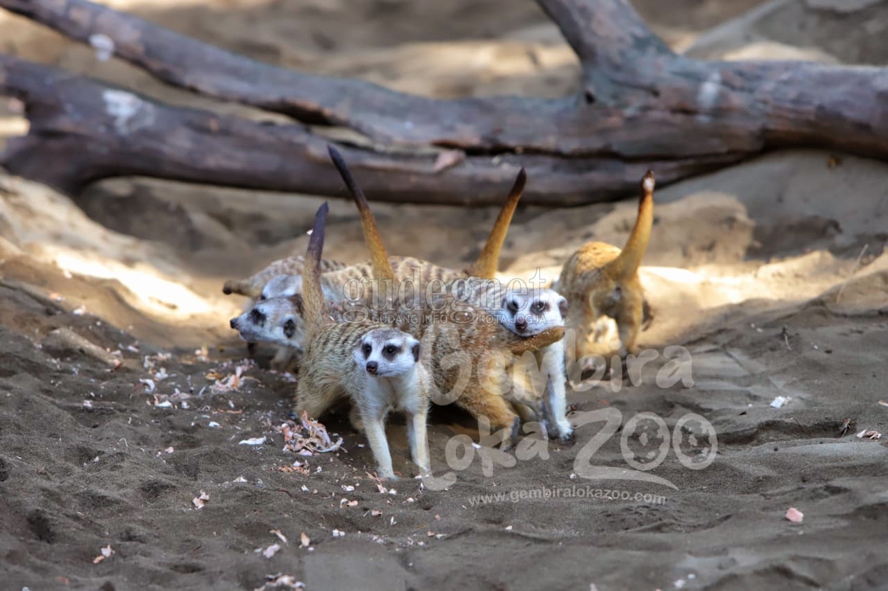 12 Meerkat nan Lucu Hadir di Gembira Loka 12 Meerkat nan Lucu Hadir di Gembira Loka