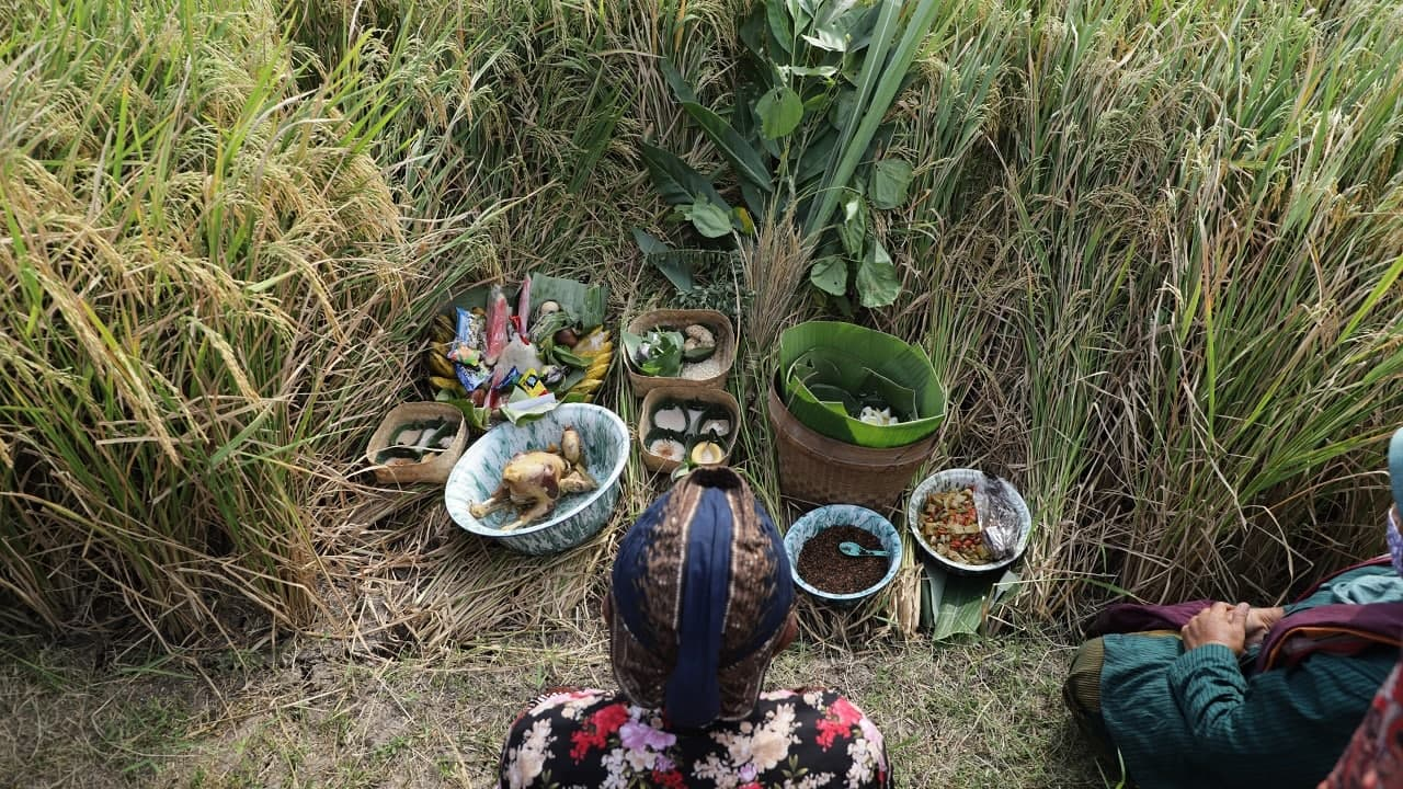 Warga Srandakan Gelar Upacara Tradisi Wiwitan Warga Srandakan Gelar Upacara Tradisi Wiwitan