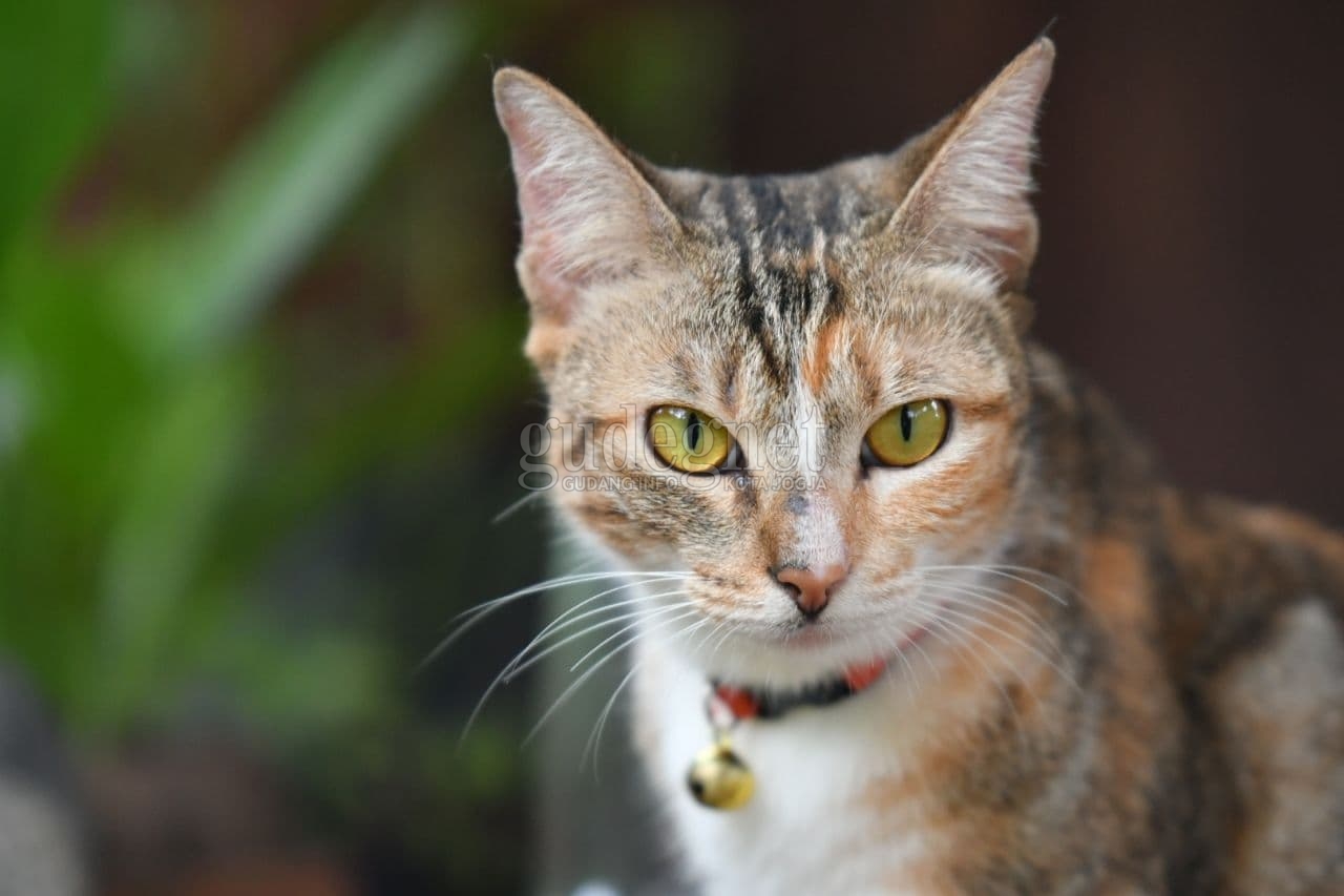 Ini Klinik dan Praktik Dokter Hewan yang Melayani Vaksin Rabies Gratis Ini Klinik dan Praktik Dokter Hewan yang Melayani Vaksin Rabies Gratis