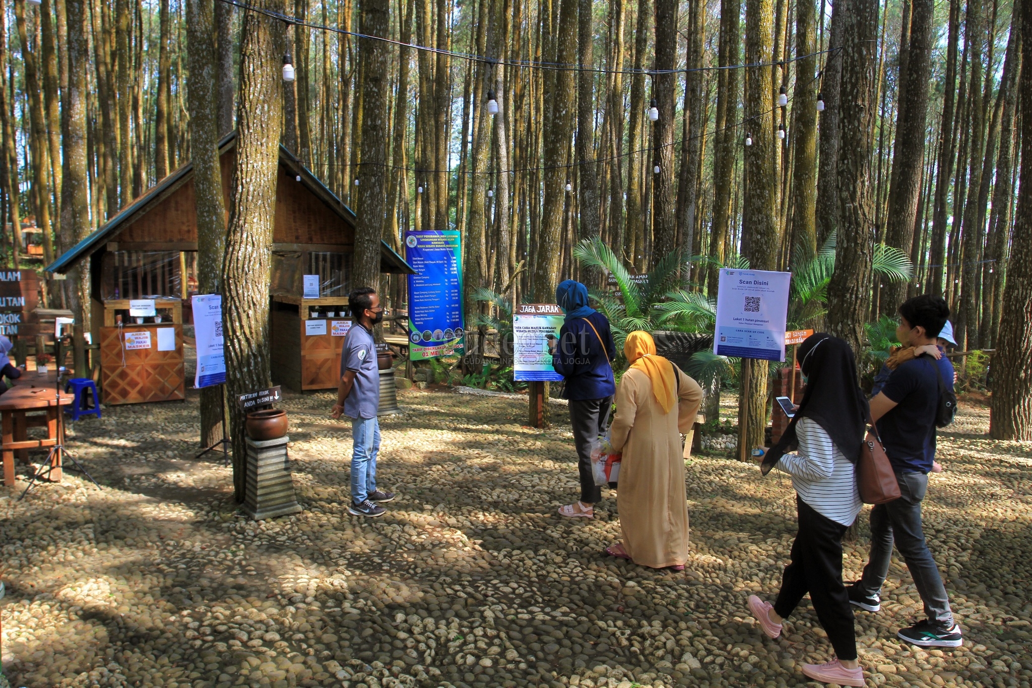 Hutan Pinus Mangunan Uji Coba Buka, Pengunjung Sepi Hutan Pinus Mangunan Uji Coba Buka, Pengunjung Sepi
