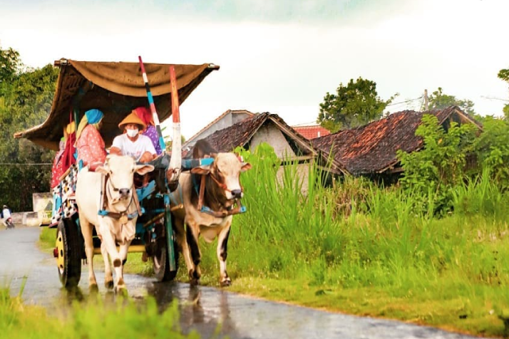 Nikmati Alam-Budaya Desa dengan Gerobak Sapi & Mobil VW Nikmati Alam-Budaya Desa dengan Gerobak Sapi & Mobil VW