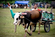 130-an Gerobak Sapi Bakal Pamer Keindahan