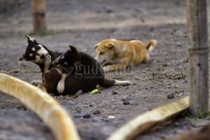 Pemkot Selenggarakan Vaksinasi Rabies Gratis, Ini Cara Daftarnya 